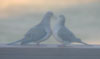 Love's Doves